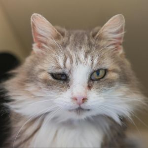 Blanche is the cutest and sweetest floofy girl She came to us from a city shelt