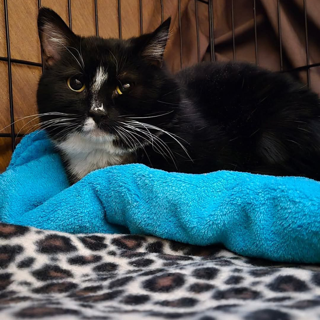 Marvin, an adoptable Domestic Short Hair in Grand Rapids, MN, 55744 | Photo Image 1