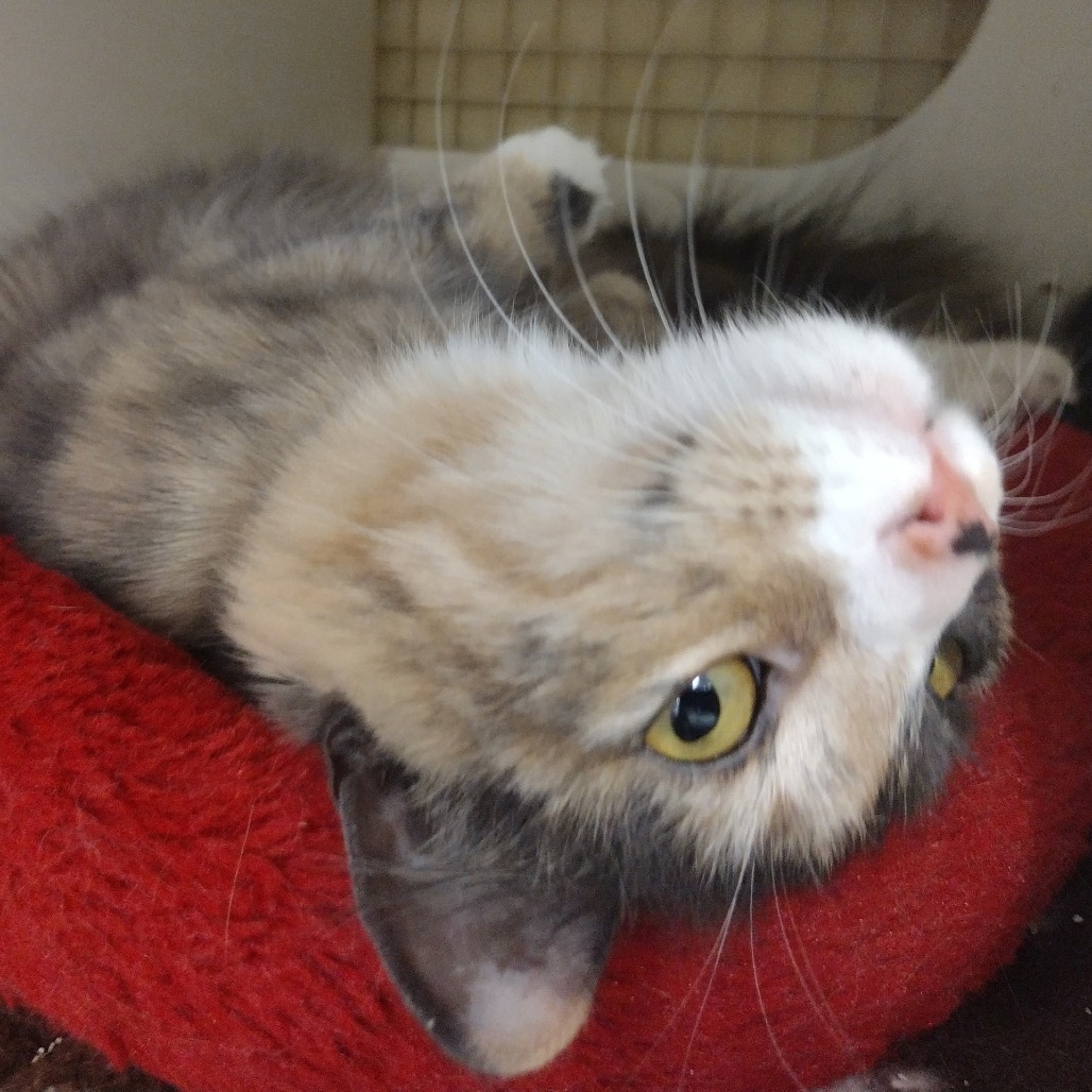 Lola, an adoptable Domestic Short Hair in Meridian, ID, 83680 | Photo Image 2