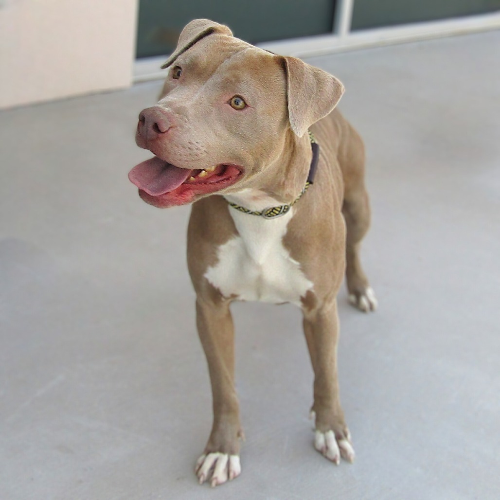 Cinderella, an adoptable Mixed Breed in Las Cruces, NM, 88012 | Photo Image 1