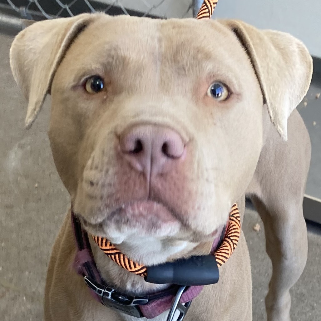 Cinderella, an adoptable Mixed Breed in Las Cruces, NM, 88012 | Photo Image 2