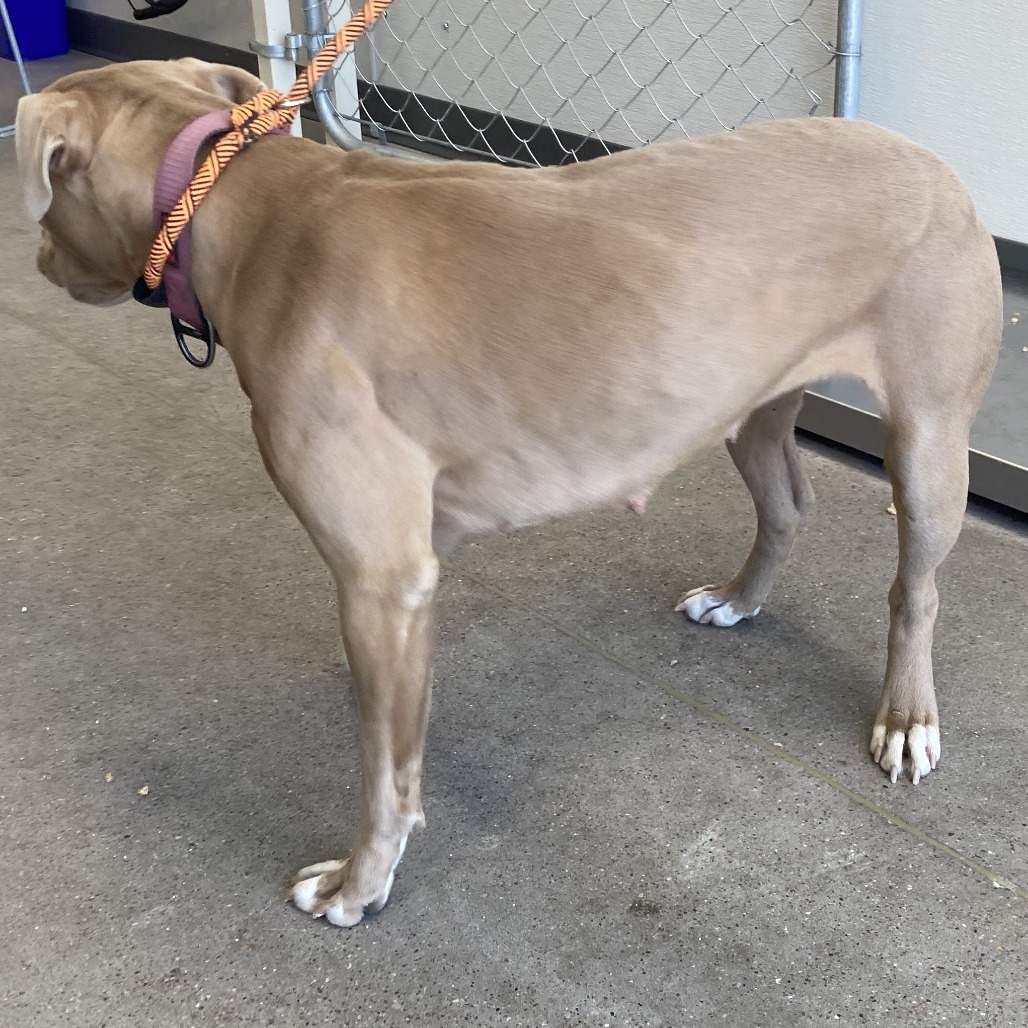 Cinderella, an adoptable Mixed Breed in Las Cruces, NM, 88012 | Photo Image 3