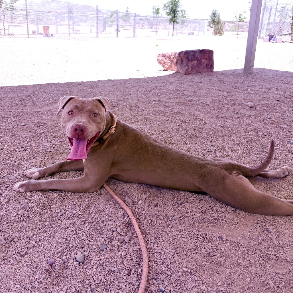 Cinderella, an adoptable Mixed Breed in Las Cruces, NM, 88012 | Photo Image 4