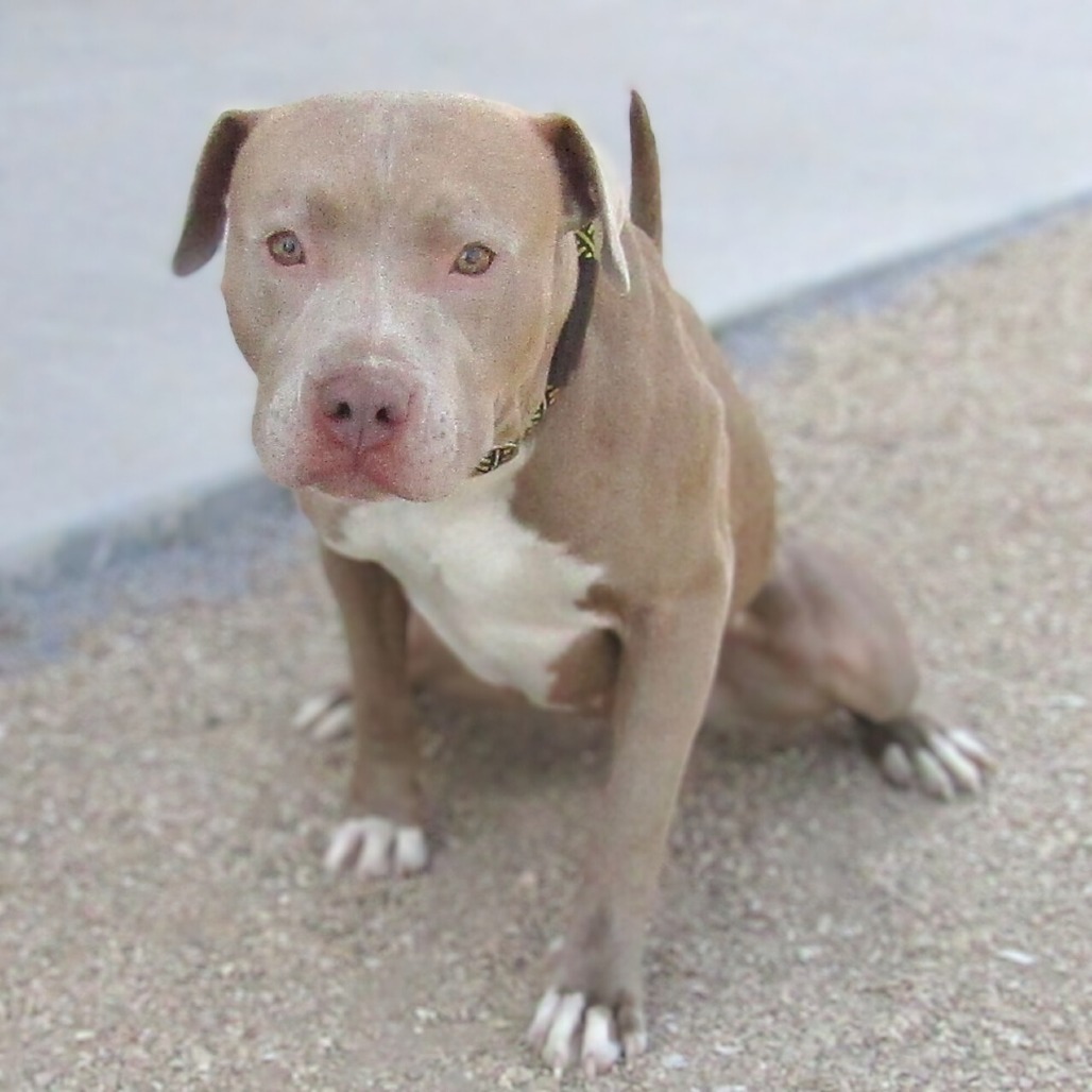 Cinderella, an adoptable Mixed Breed in Las Cruces, NM, 88012 | Photo Image 5