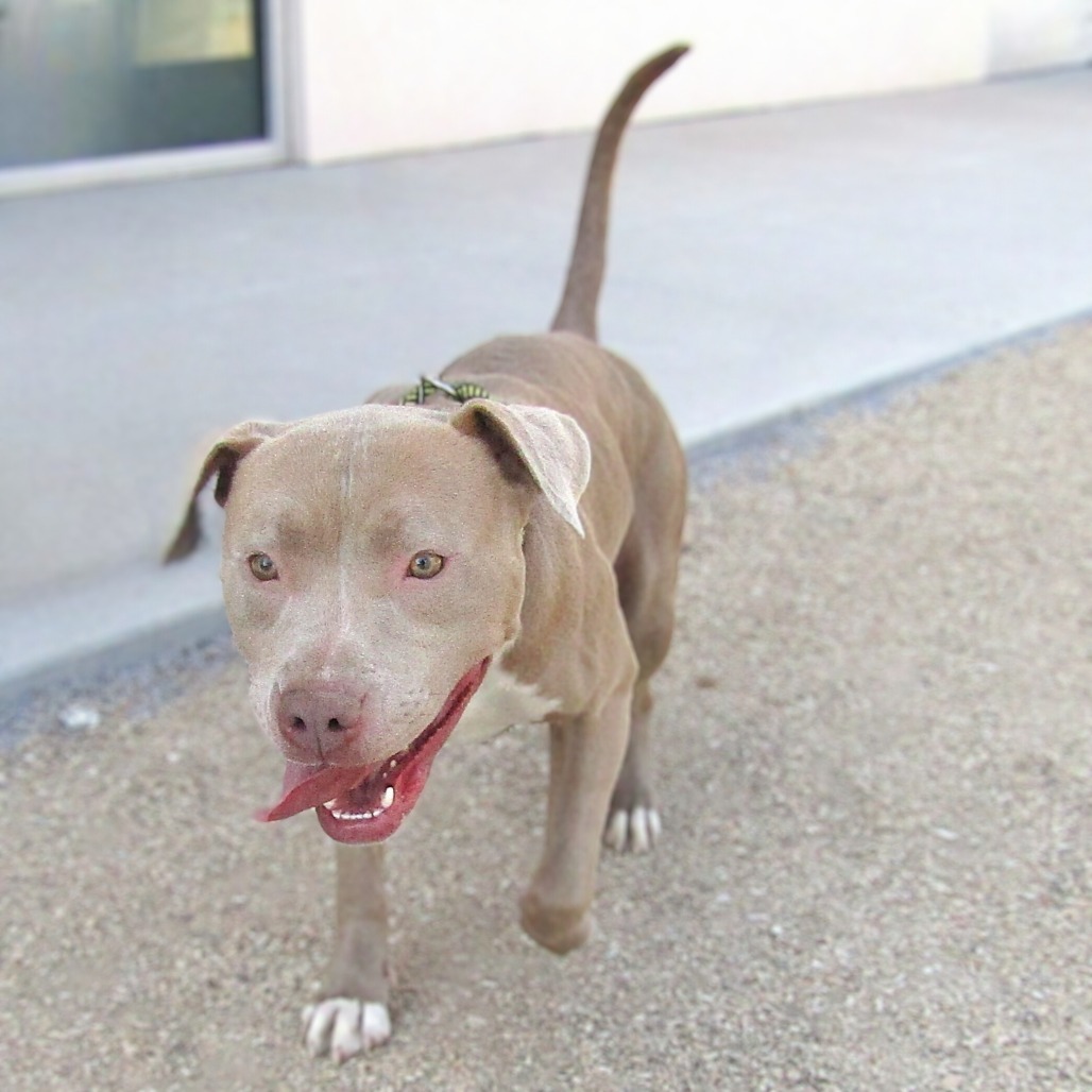 Cinderella, an adoptable Mixed Breed in Las Cruces, NM, 88012 | Photo Image 6