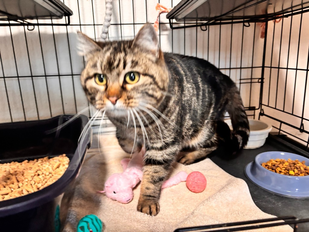 Mochi, an adoptable Domestic Short Hair in Thompson Falls, MT, 59873 | Photo Image 1