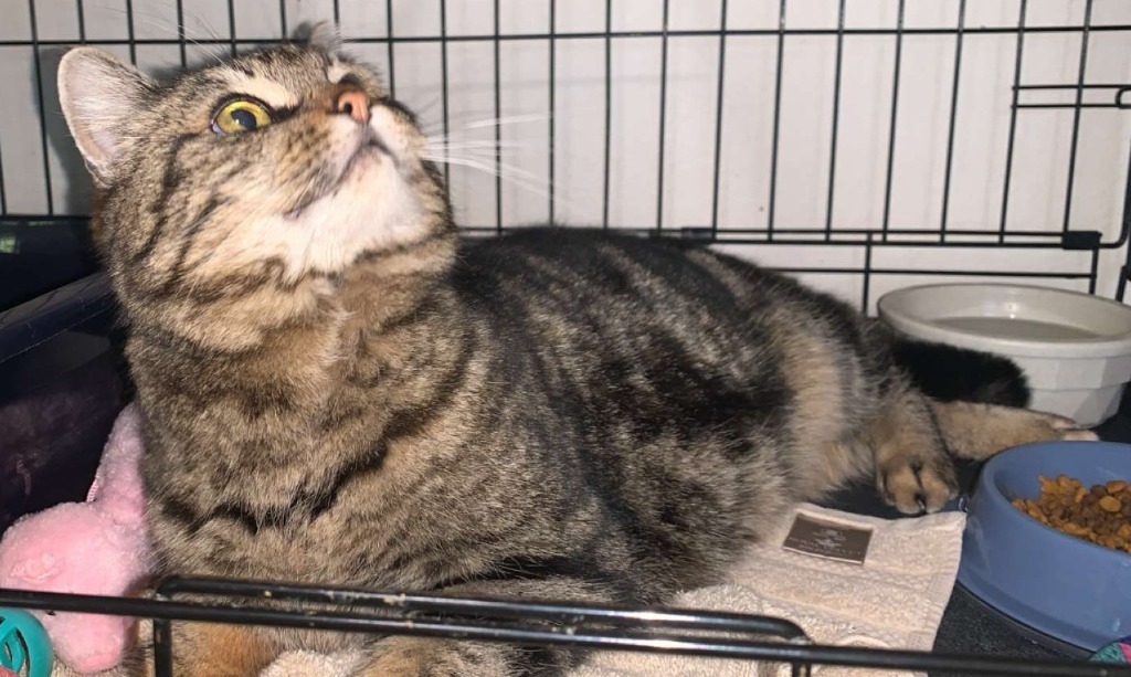 Mochi, an adoptable Domestic Short Hair in Thompson Falls, MT, 59873 | Photo Image 2