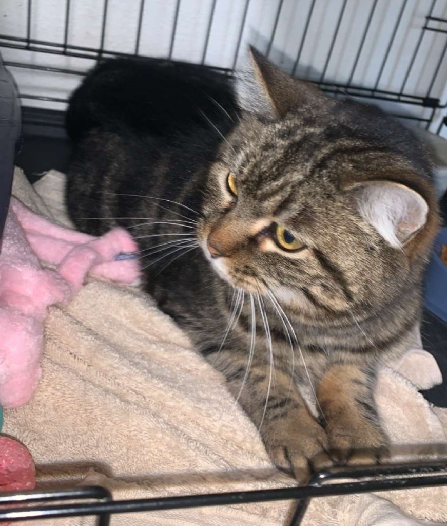 Mochi, an adoptable Domestic Short Hair in Thompson Falls, MT, 59873 | Photo Image 3