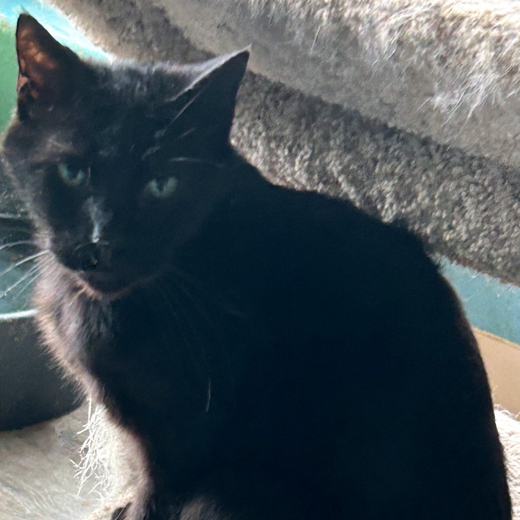 Emory, an adoptable Domestic Short Hair in Nampa, ID, 83686 | Photo Image 1