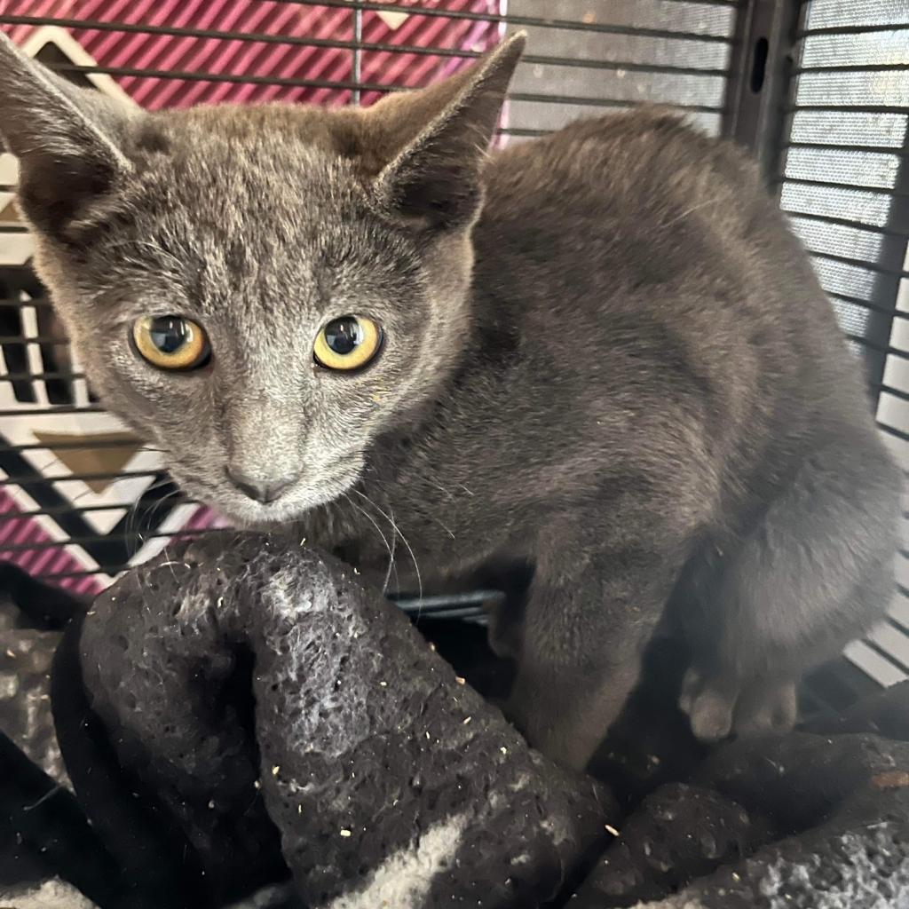 Indigo, an adoptable Domestic Short Hair in Nampa, ID, 83686 | Photo Image 1
