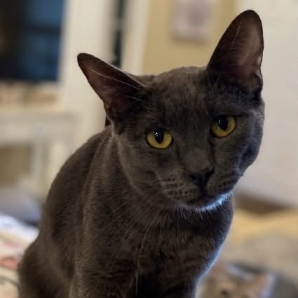 Indigo, an adoptable Domestic Short Hair in Nampa, ID, 83686 | Photo Image 1