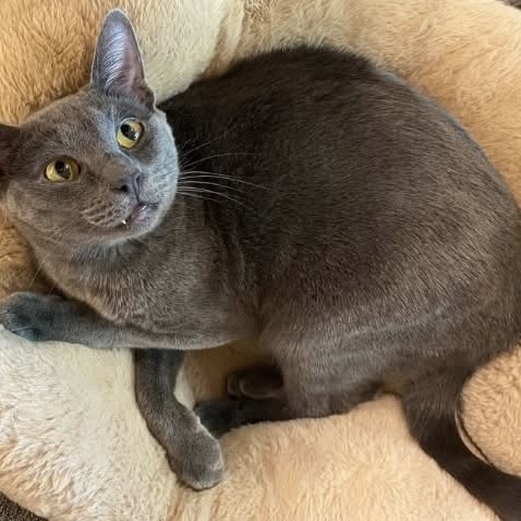 Indigo, an adoptable Domestic Short Hair in Nampa, ID, 83686 | Photo Image 3