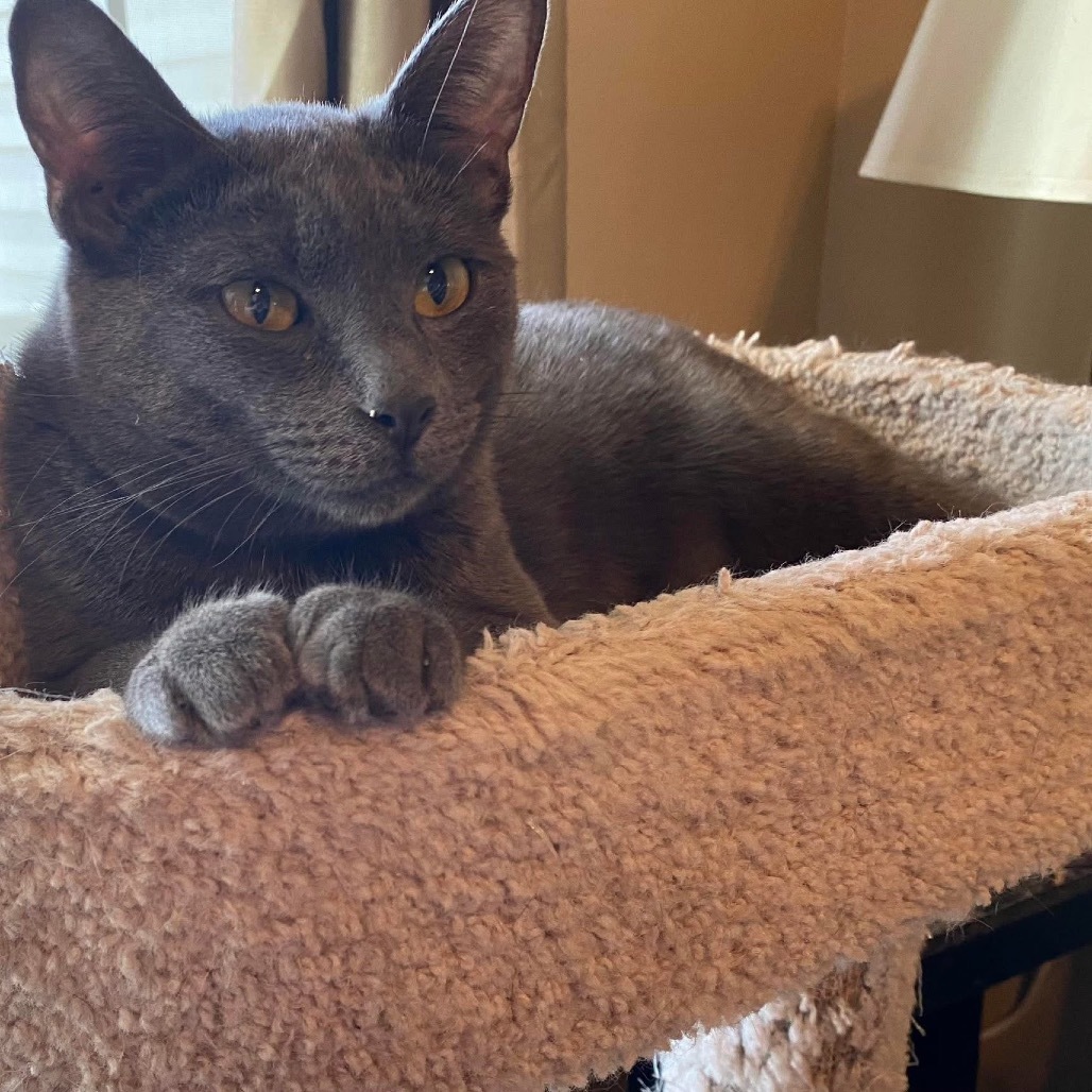 Indigo, an adoptable Domestic Short Hair in Nampa, ID, 83686 | Photo Image 5