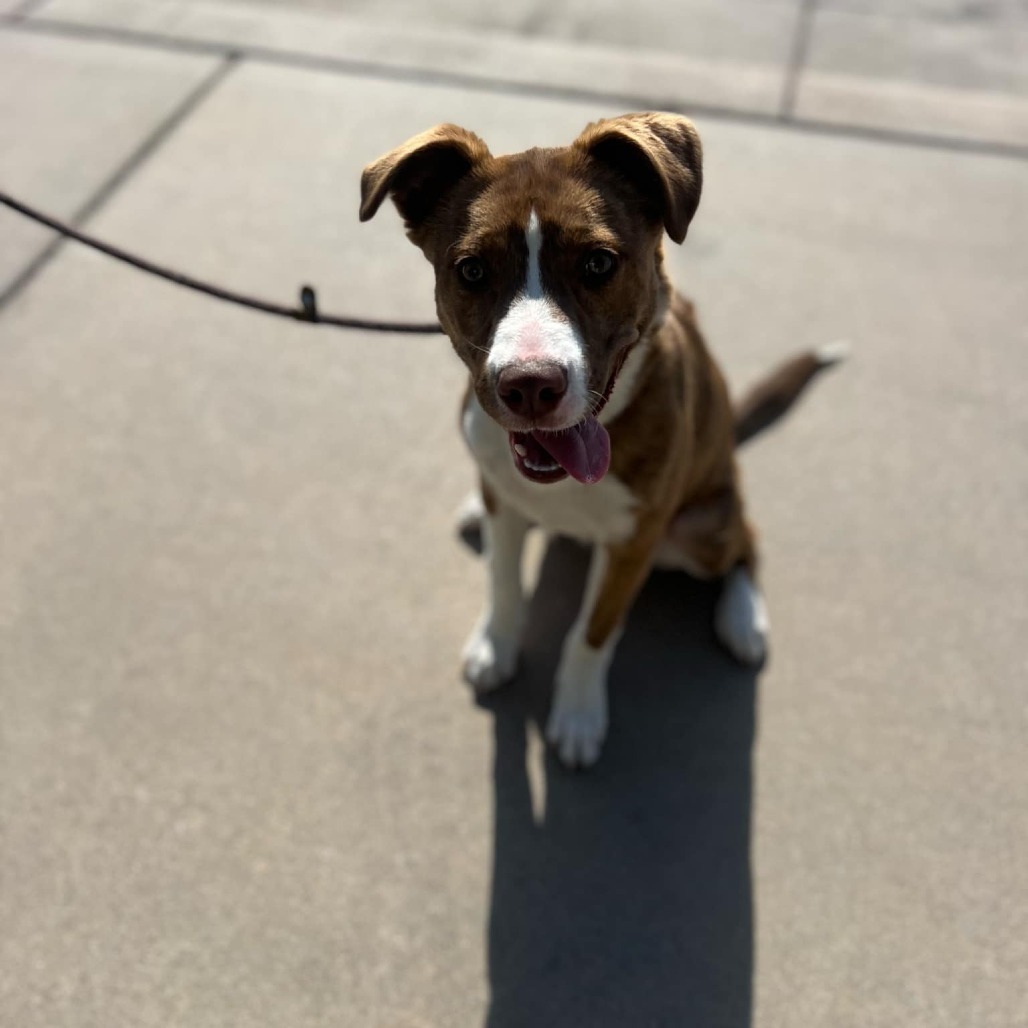 Nutmeg, an adoptable Mixed Breed in Garden City, KS, 67846 | Photo Image 1