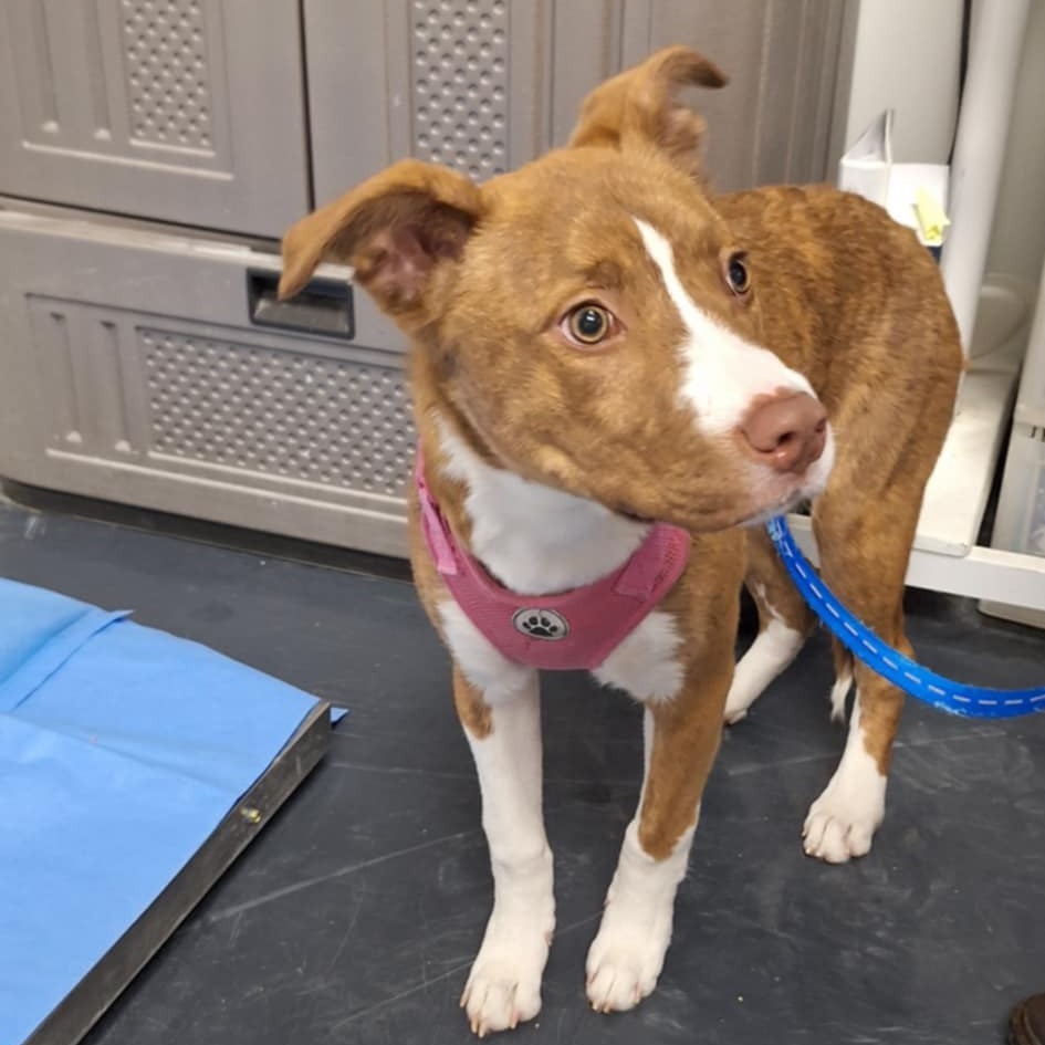 Nutmeg, an adoptable Mixed Breed in Garden City, KS, 67846 | Photo Image 2