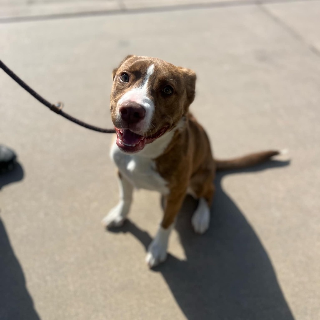 Nutmeg, an adoptable Mixed Breed in Garden City, KS, 67846 | Photo Image 3