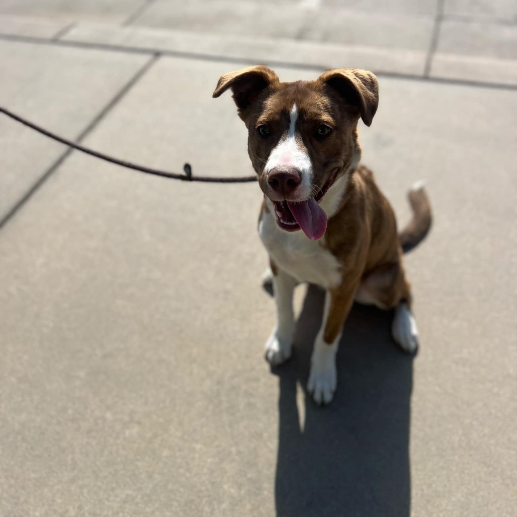 Nutmeg, an adoptable Mixed Breed in Garden City, KS, 67846 | Photo Image 4