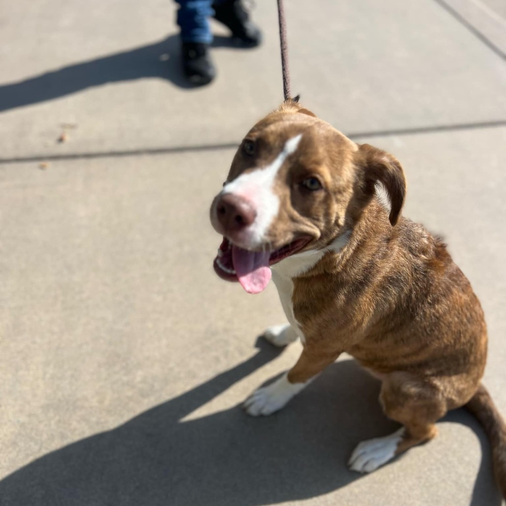 Nutmeg, an adoptable Mixed Breed in Garden City, KS, 67846 | Photo Image 5