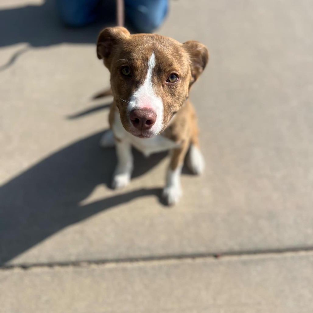 Nutmeg, an adoptable Mixed Breed in Garden City, KS, 67846 | Photo Image 6