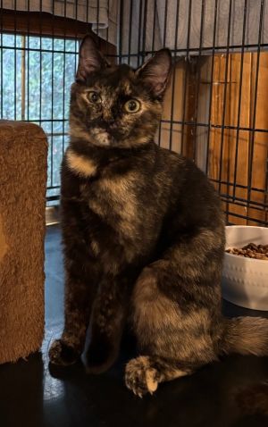 Camille, Baby Female Domestic Short Hair