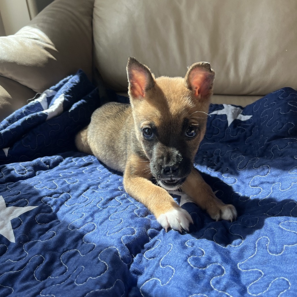 Aria