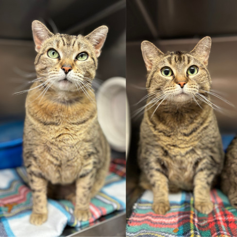 Cecily--In Foster