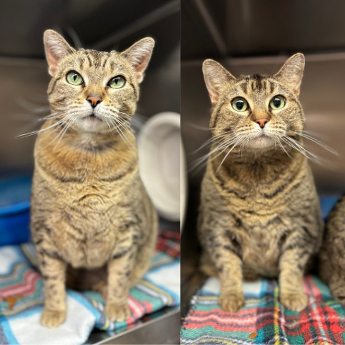 Venetia--In Foster