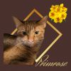 Primrose photo 2