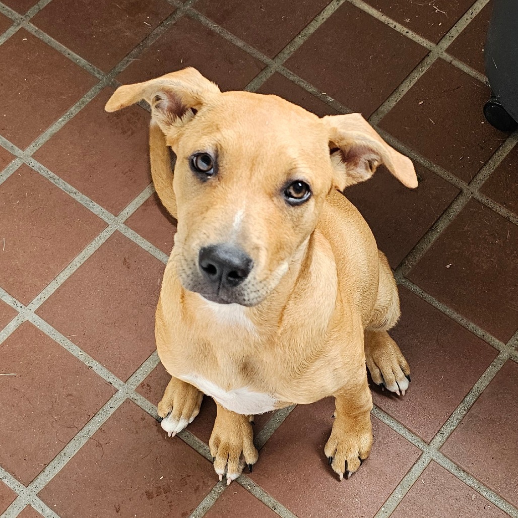 Marigold, an adoptable Mixed Breed in Volcano, HI, 96785 | Photo Image 1