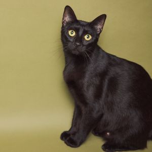 Cherry, Adult Female Domestic Short Hair