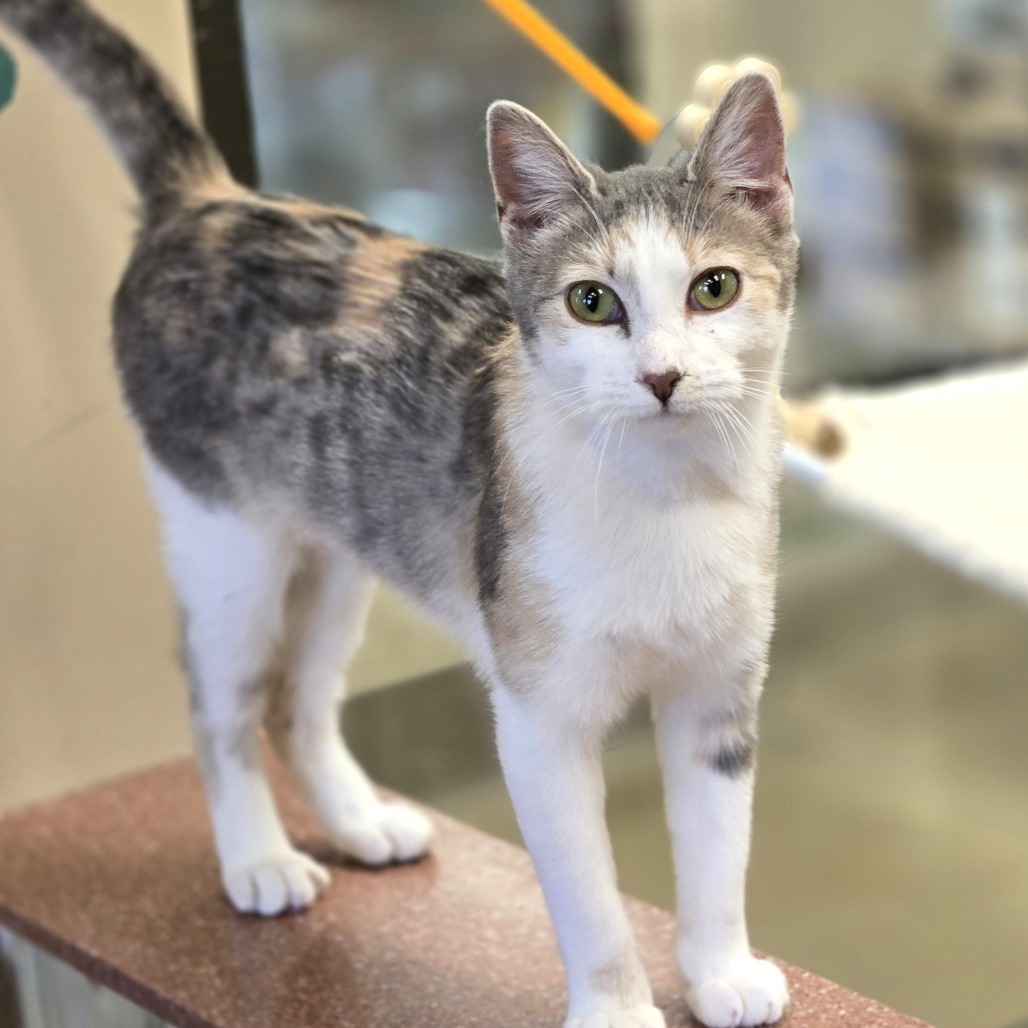 Natalie, an adoptable Domestic Short Hair in Wickenburg, AZ, 85390 | Photo Image 1