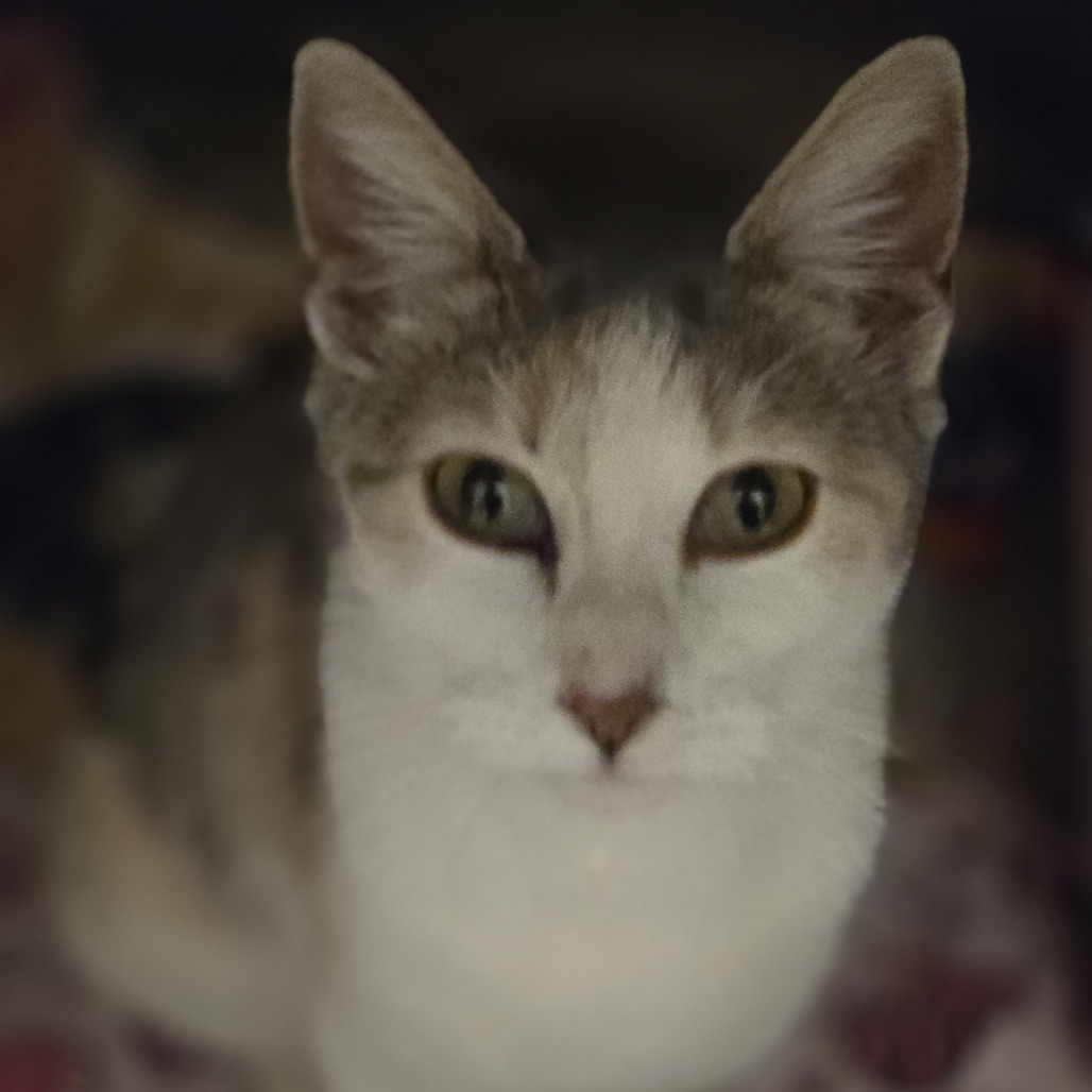 Natalie, an adoptable Domestic Short Hair in Wickenburg, AZ, 85390 | Photo Image 2