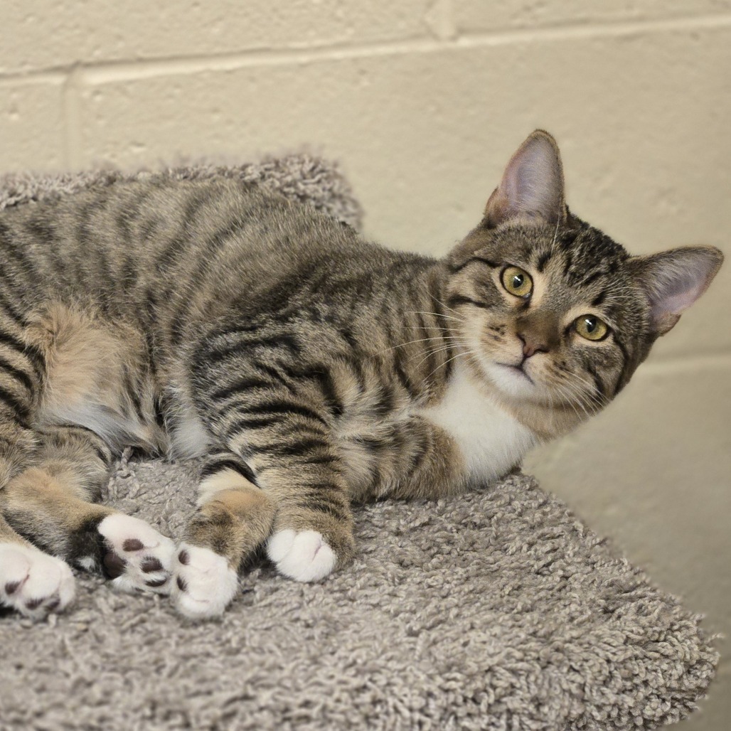 Nina, an adoptable Domestic Short Hair in Wickenburg, AZ, 85390 | Photo Image 1