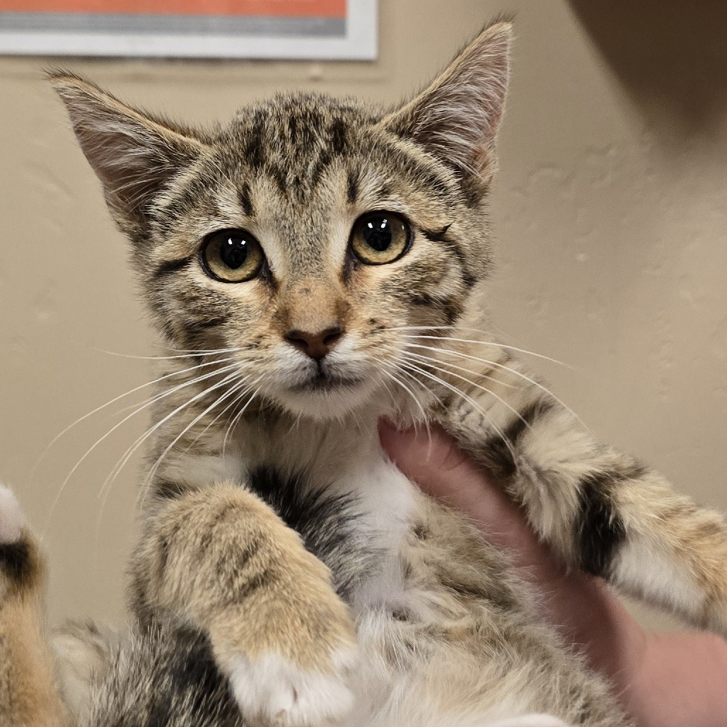 Nina, an adoptable Domestic Short Hair in Wickenburg, AZ, 85390 | Photo Image 2