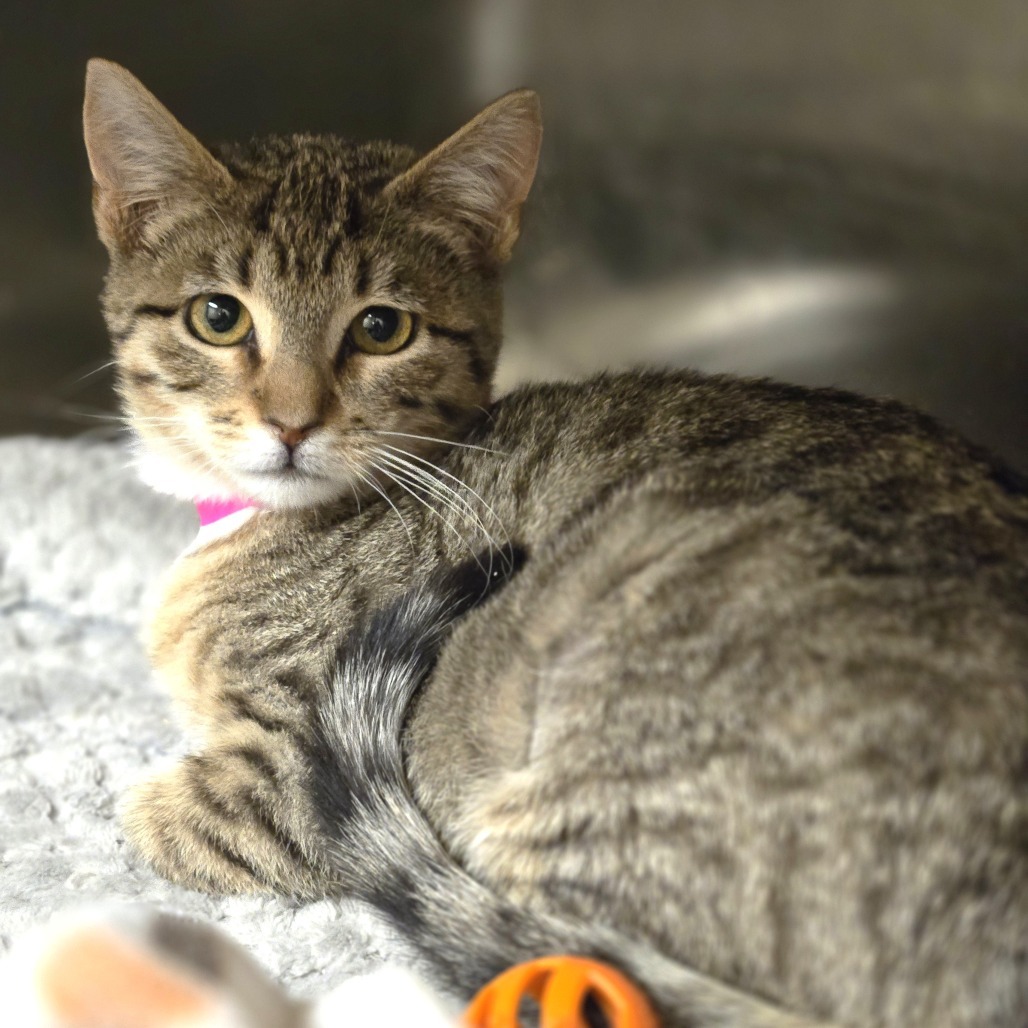 Nina, an adoptable Domestic Short Hair in Wickenburg, AZ, 85390 | Photo Image 3