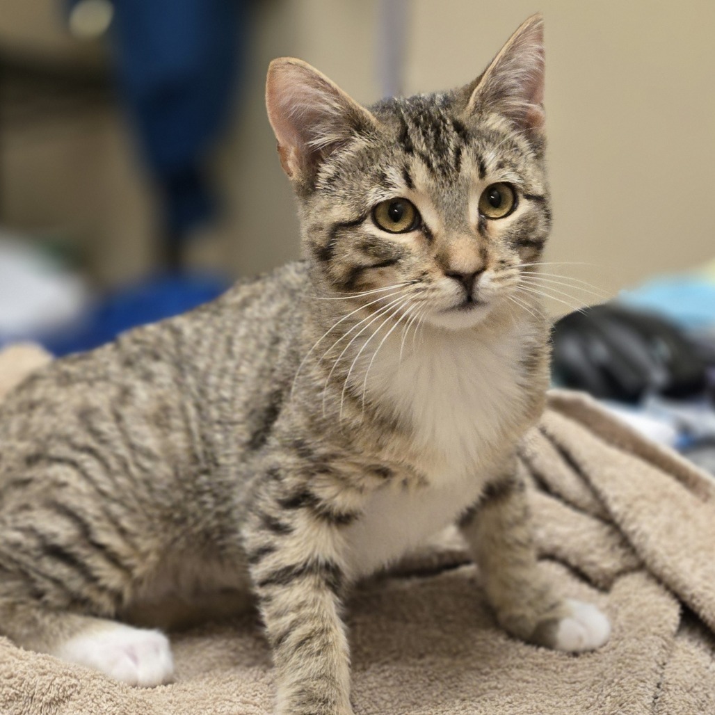 Nina, an adoptable Domestic Short Hair in Wickenburg, AZ, 85390 | Photo Image 4