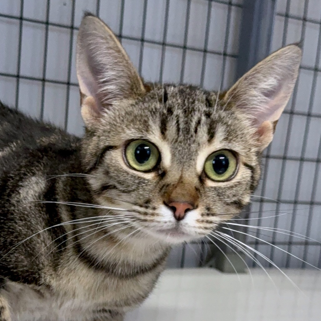 Cerise, an adoptable Domestic Short Hair in Redwood Valley, CA, 95470 | Photo Image 1