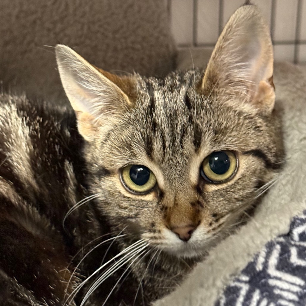 Cerise, an adoptable Domestic Short Hair in Redwood Valley, CA, 95470 | Photo Image 2