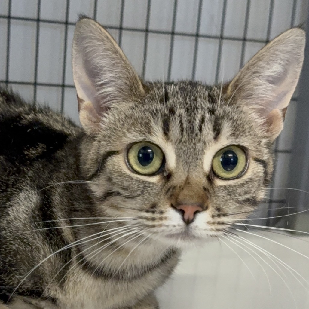 Cerise, an adoptable Domestic Short Hair in Redwood Valley, CA, 95470 | Photo Image 3