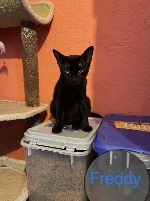FREDDY, Adult Male Domestic Short Hair