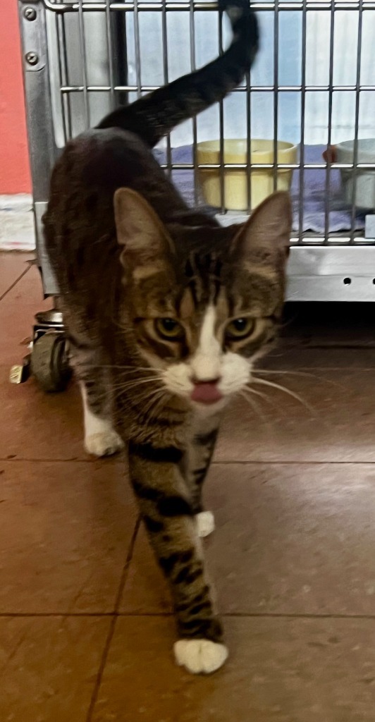 DAMON, an adoptable Domestic Short Hair in Marianna, FL, 32447 | Photo Image 1