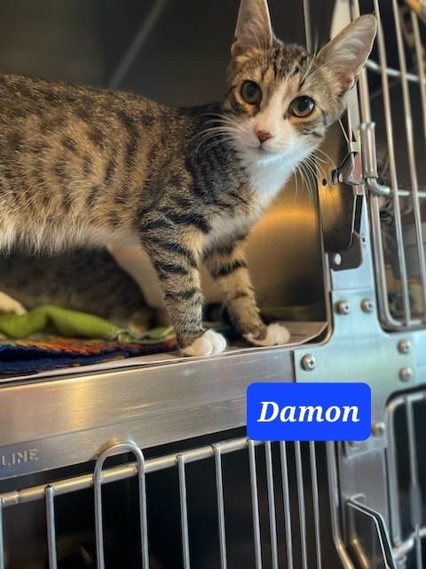 DAMON, an adoptable Domestic Short Hair in Marianna, FL, 32447 | Photo Image 2