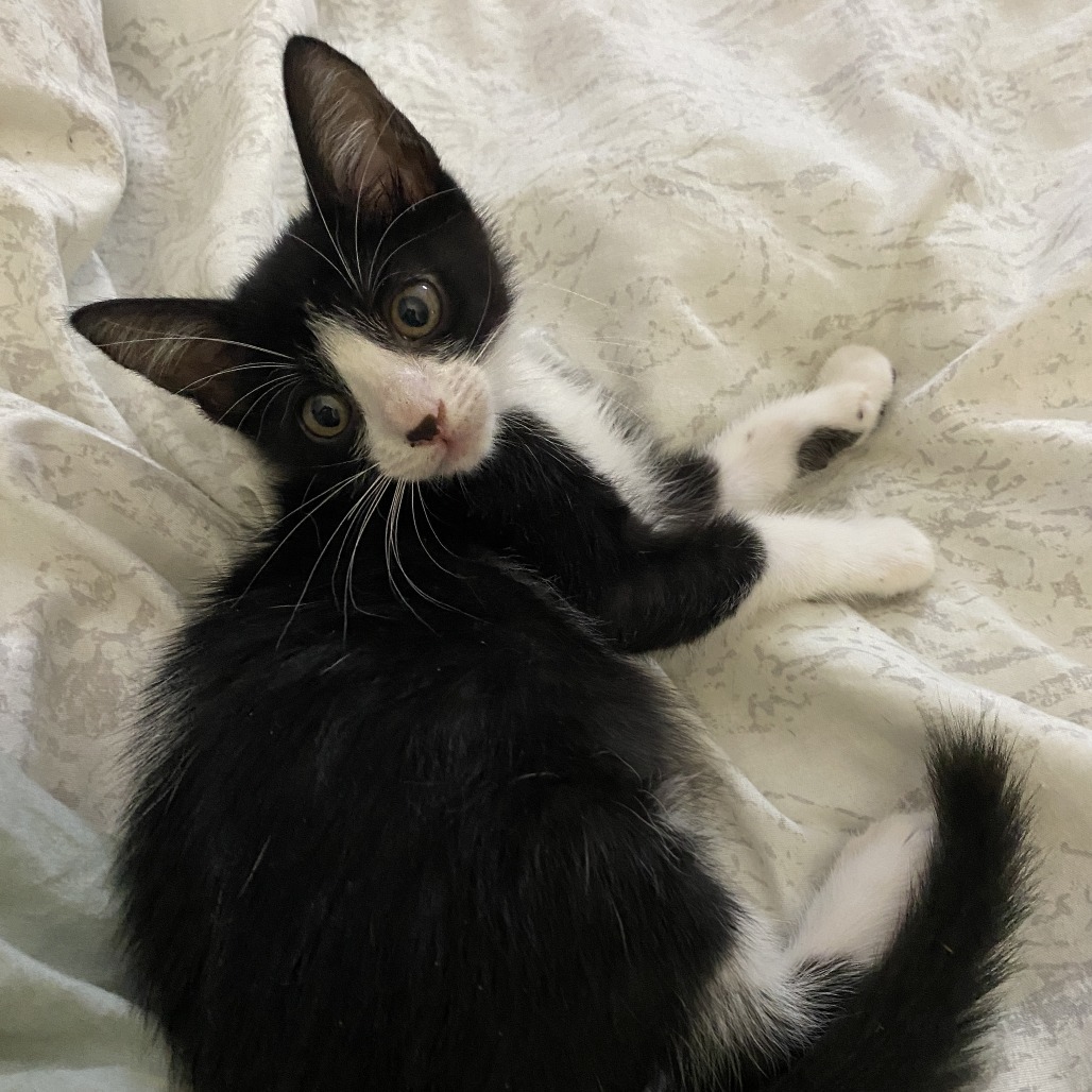 Cleo, an adoptable Domestic Short Hair in Vieques, PR, 00765 | Photo Image 1