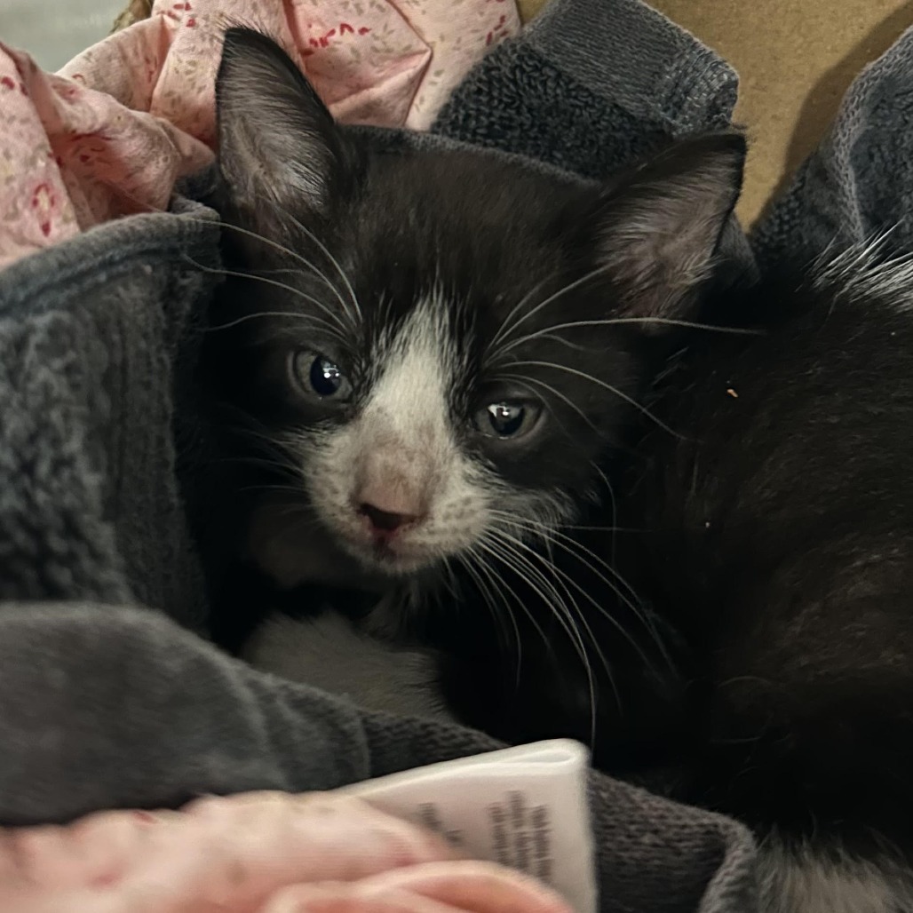 Cleo, an adoptable Domestic Short Hair in Vieques, PR, 00765 | Photo Image 2