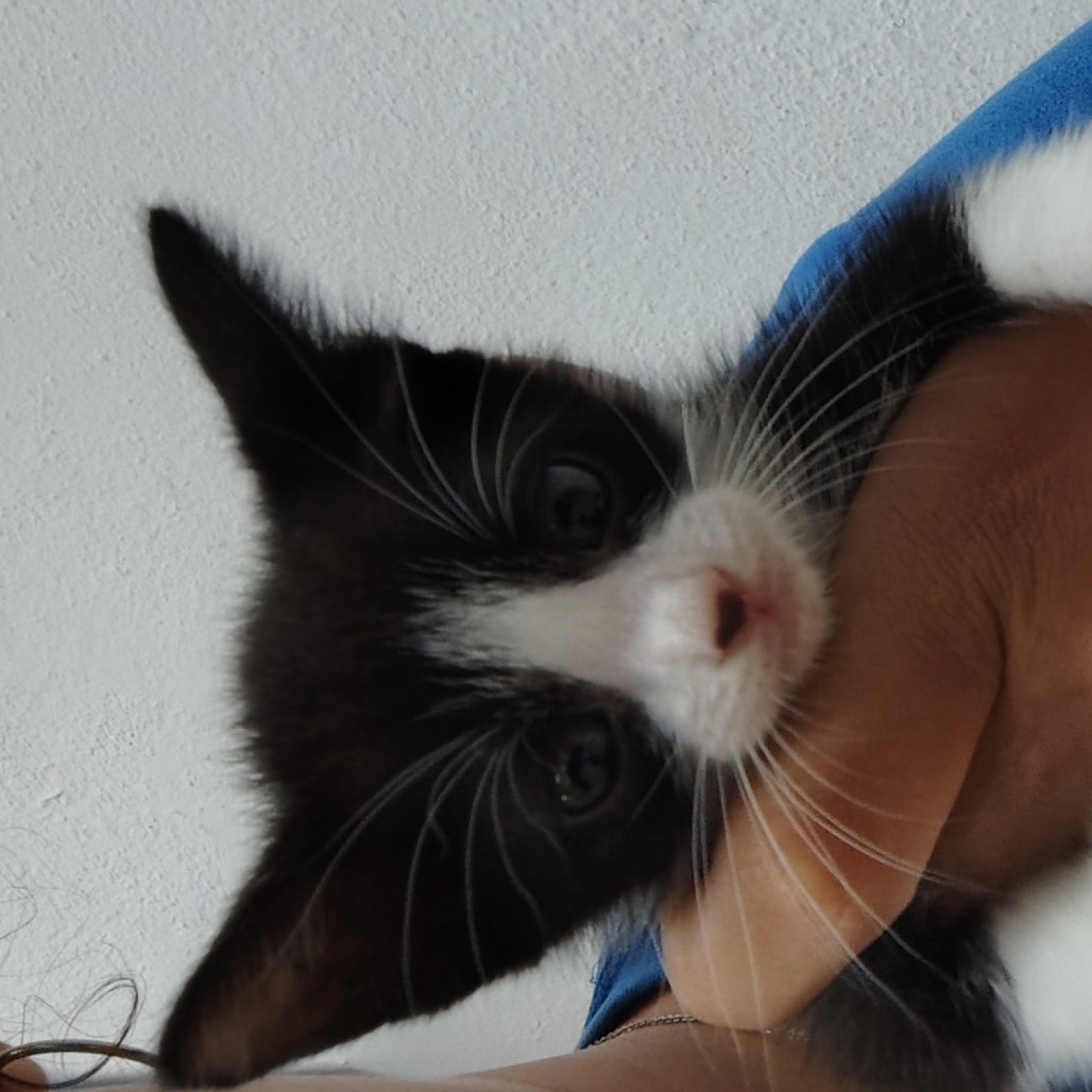 Cleo