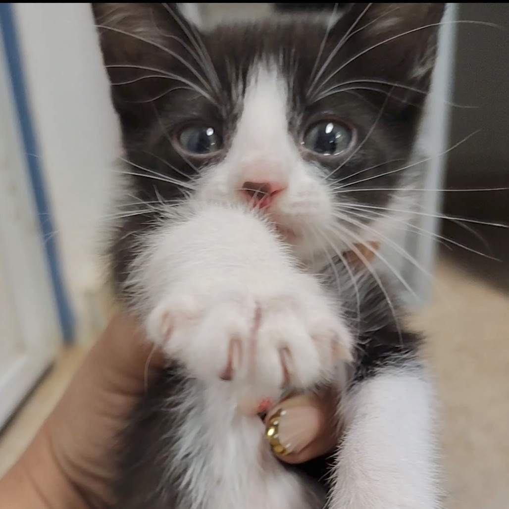 Cleo, an adoptable Domestic Short Hair in Vieques, PR, 00765 | Photo Image 4