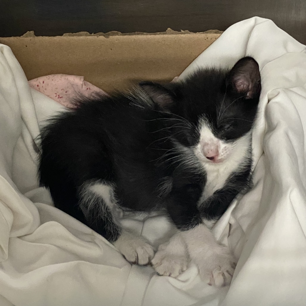 Cleo, an adoptable Domestic Short Hair in Vieques, PR, 00765 | Photo Image 5