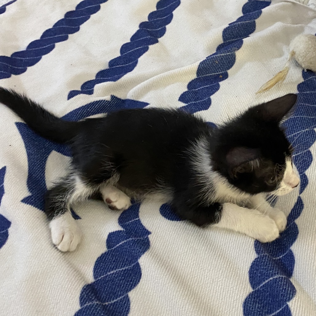 Cleo, an adoptable Domestic Short Hair in Vieques, PR, 00765 | Photo Image 6