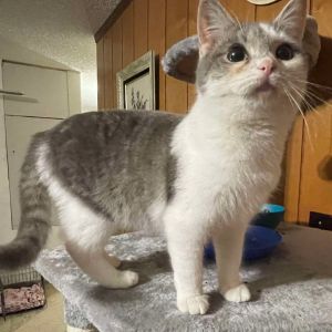 Daisy Pena- DP Domestic Short Hair Cat