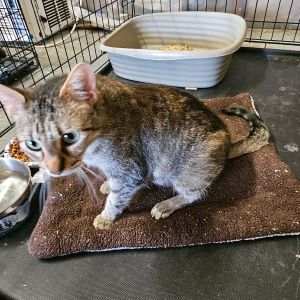 Meet KitKat a 5-year-old sandy tabby with stunning green eyes that could hypnotize you into giving 